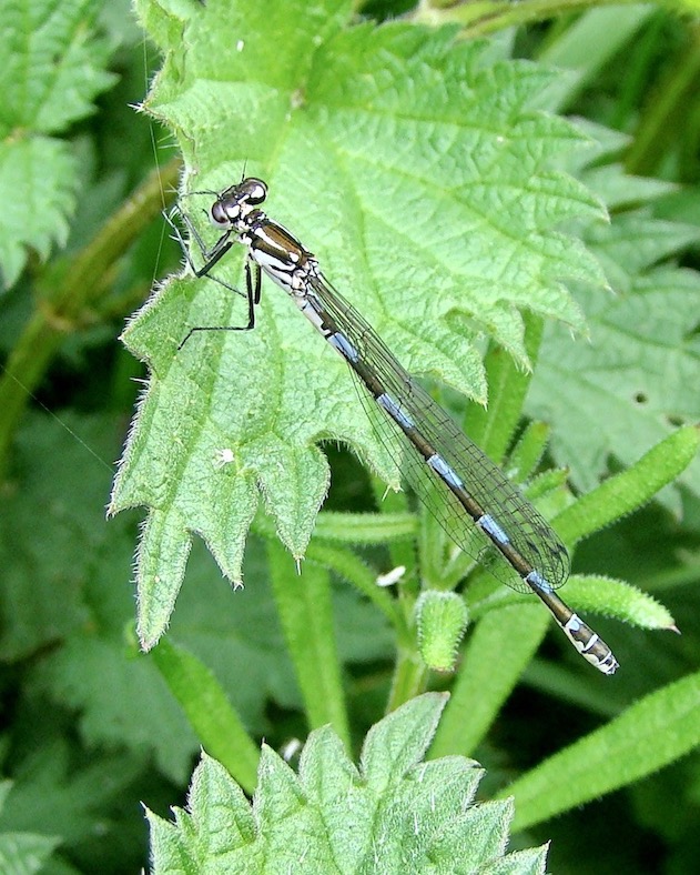 variable damselfly